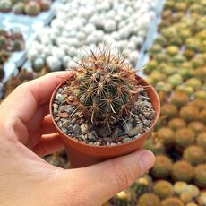 SCLEROCACTUS SCHEERI, image 