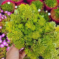 SEDUM KAMTSCHATICUM THE EDGE, image , 2 image