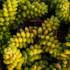 SEDUM BURRITO, image , 3 image
