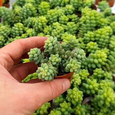 SEDUM BURRITO, image , 2 image