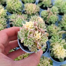 SEDUM JOYCE TULLOCH VARIEGATA, image , 2 image