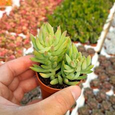 SEDUM MORGANIANUM, image , 3 image