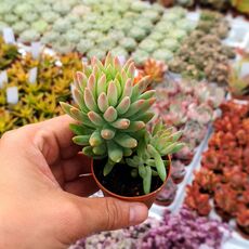SEDUM MORGANIANUM, image 