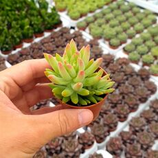 SEDUM MORGANIANUM, image , 2 image