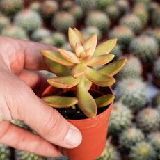 SEDUM NUSSBAUMERIANUM, image , 2 image