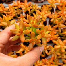 SEDUM NUSSBAUMERIANUM, image , 3 image