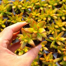 SEDUM NUSSBAUMERIANUM, image 