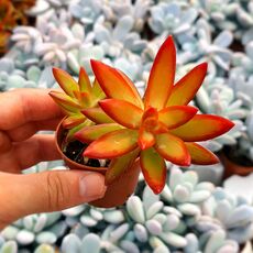 SEDUM NUSSBAUMERIANUM, image , 4 image