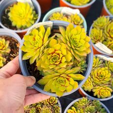 SEMPERVIVUM GOLD NUGGET, image _ab__is.image_number.default