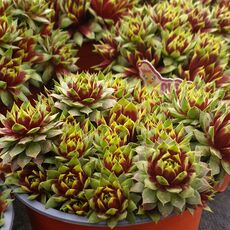 SEMPERVIVUM GOLD RUSH, image _ab__is.image_number.default