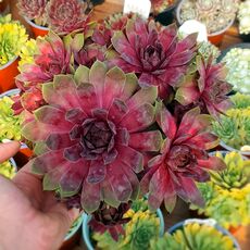 SEMPERVIVUM BIG SAM PINK POMELO, image , 2 image