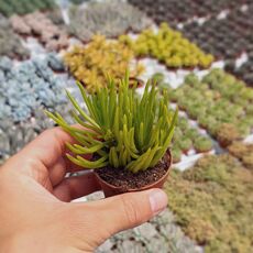 SENECIO BARBETONICUS, image _ab__is.image_number.default