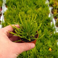 SENECIO BARBETONICUS, image 