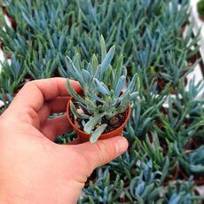 SENECIO FICOIDES, image 