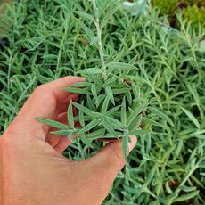 SENECIO RADICANS, image 
