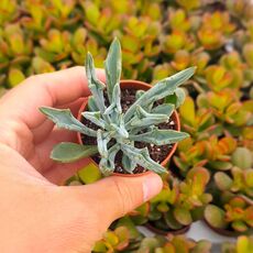 SENECIO KLEINIFORMIS, image _ab__is.image_number.default