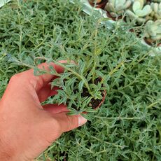 SENECIO PEREGRINUS, image 