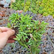 SENECIO RADICANS, image 