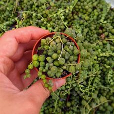 SENECIO ROWLEYANUS, image , 2 image