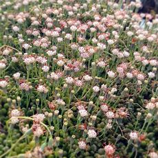 SENECIO ROWLEYANUS, image , 4 image