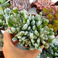 SENECIO SCAPOSUS, image 