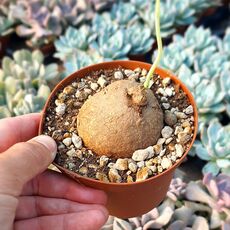 STEPHANIA ERECTA, image 