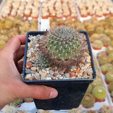 SULCOREBUTIA TIRAQUENSIS V. BICOLORISPINA, image _ab__is.image_number.default
