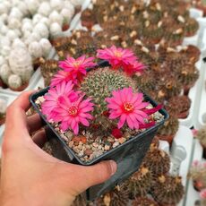 SULCOREBUTIA TIRAQUENSIS V. BICOLORISPINA, image 