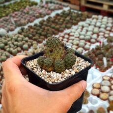 SULCOREBUTIA LOSENICKYANA, image 