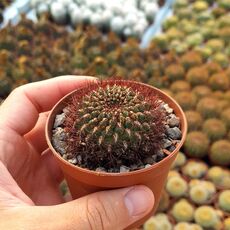 SULCOREBUTIA MENTOSA, image 