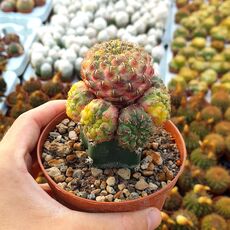 SULCOREBUTIA RAUSCHII VARIEGATA, image 