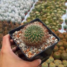 SULCOREBUTIA TIRAQUENSIS V. BICOLORISPINA, image _ab__is.image_number.default