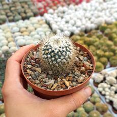TURBINICARPUS SAUERI SUBS. NELLISAE (CITES APPENDIX I), image , 2 image