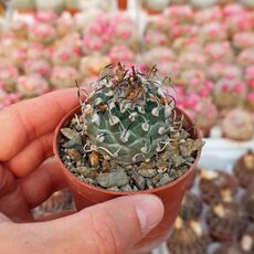 TURBINICARPUS SCHMIEDICKEANUS SUBS. MACROCHELE (CITES APPENDIX I), image 