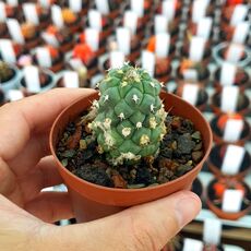 TURBINICARPUS LOPHOPHOROIDES (CITES APPENDIX I), image 