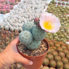 TEPHROCACTUS GEOMETRICUS, image 