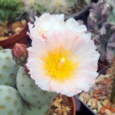 TEPHROCACTUS GEOMETRICUS, image , 2 image