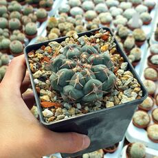 THELOCACTUS HEXAEDROPHORUS, image 