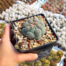 THELOCACTUS HEXAEDROPHORUS, image , 2 image