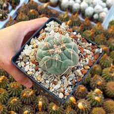 THELOCACTUS HEXAEDROPHORUS, image 
