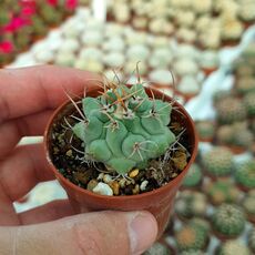 THELOCACTUS RINCONENSIS, image 
