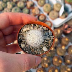 THELOCACTUS MACDOWELLII, image 