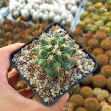 THELOCACTUS RINCONENSIS SUBS. FREUDENBERGERI, image 