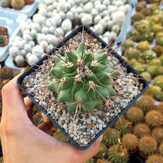 THELOCACTUS RINCONENSIS, image 