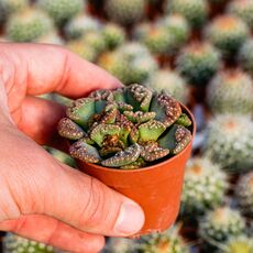 TITANOPSIS CALCAREA, image 