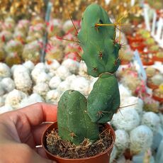TRICHOCEREUS BRIDGESII MONSTROSUS, image 
