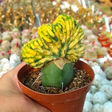 TRICHOCEREUS PACHANOI F. CRISTATA VARIEGATA, image 