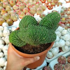 TRICHOCEREUS PACHANOI F. CRISTATA, image 