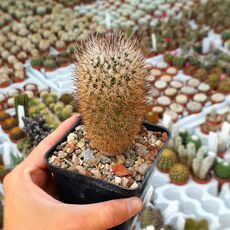 TURBINICARPUS BEGUINII SUBS. ALBIFLORUS (CITES APPENDIX I), image _ab__is.image_number.default