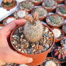 TURBINICARPUS BEGUINII SUBS. HINTONIORUM (CITES APPENDIX I), image 